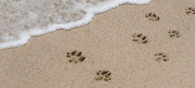 pawprints-in-sand