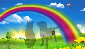 petloss